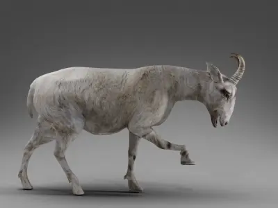 Goat 02 Rigged in Blender Low-poly 3D model