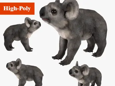 koala  rig  high-poly  textured 3D model