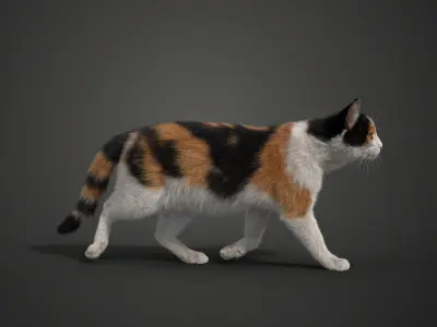 Calico Cat 02 Animated VFX Grace 3D model