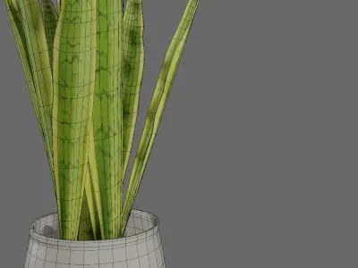 Interior Plant - Sansevieira Low-poly 3D model