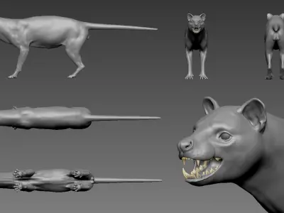 African Civet    Civettictis civetta 3D model