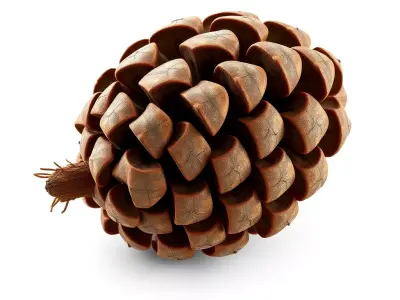 Realistic Detailed Pine Cone 3D Model Low-poly 3D model