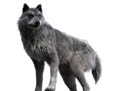 Wolf 3dmodel Animated Rigged 3D model
