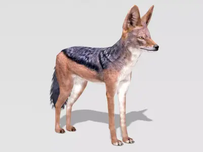 Jackal Low-poly 3D model