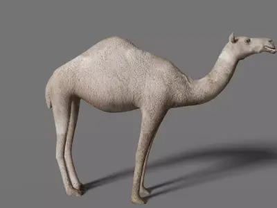 camel Low-poly 3D model