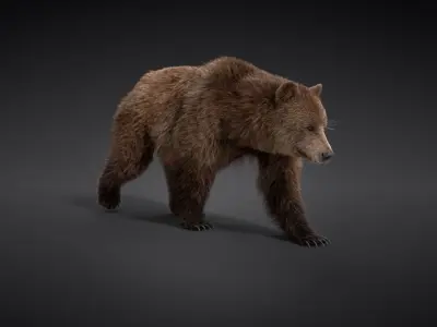 Female Brown Bear Animated 3D model
