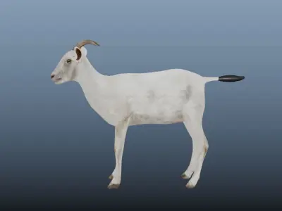 Goat  Animated VFX Grace  Low-poly 3D model
