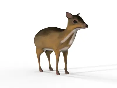  sang kancil Low-poly 3D model