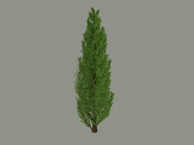 Tall Tree 3D model