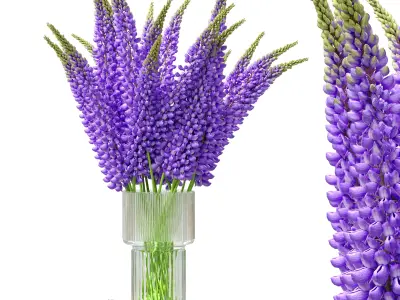 Bouquet of lupinus flowers 3D model