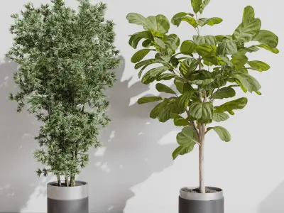 indoor plant set 403 palm bamboo ficus lyrata concrete vases  Low-poly 3D model