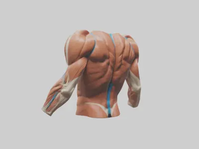 Human Deltoid Muscle Model 2 3D model