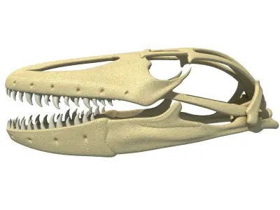 Komodo Dragon Skull 3D model