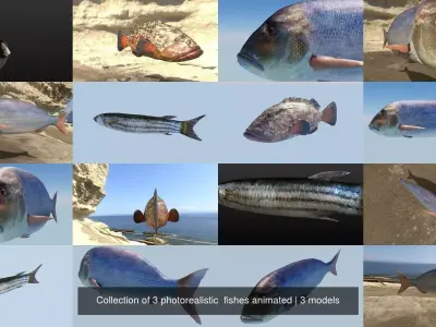 Collection of 3 photorealistic  fishes animated