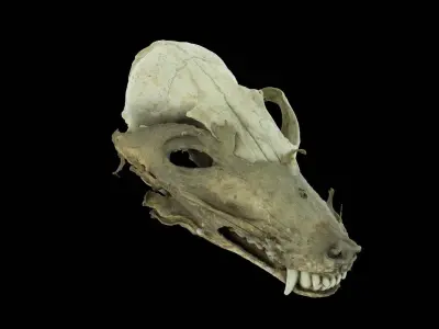 Canine Skull 3D model