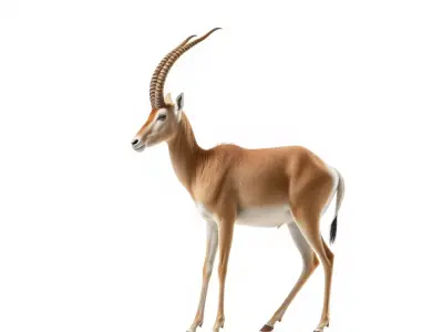 Elegant Gazelle model pack Low-poly 3D model