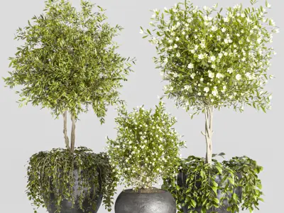 indoor plant Set 2 3D model