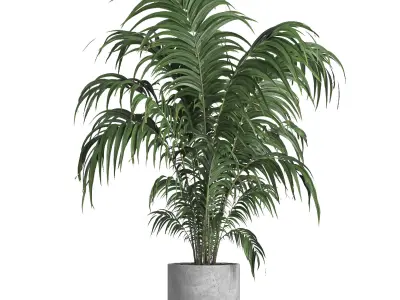 indoor plant 034 3D model