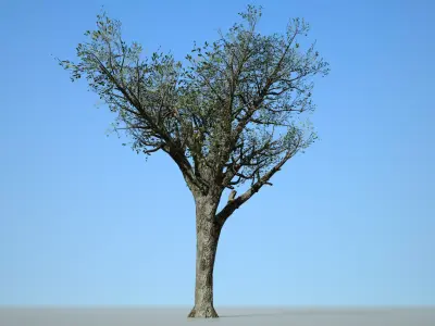 Broadleaf 004 Low-poly 3D model