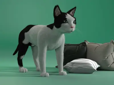 Black and White Cat 3D model buy