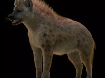 Realistic Spotted Hyena Hyena Rig with Animation Low-poly 3D model