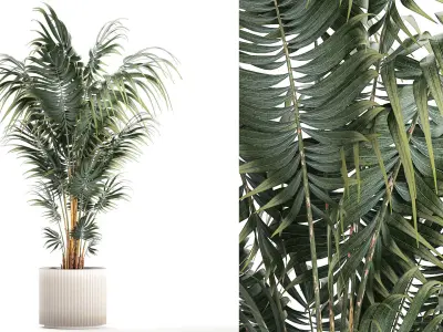 Beautiful Howea palm plants in flower pots 1349 3D model