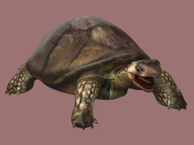 tortoise reptile turtle animal wildlife slow zoo armor  3D model