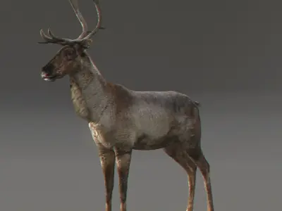 Rigged Reindeer 3D model