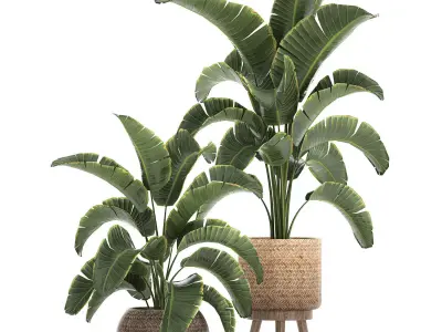 Banana palm in a rattan basket 777 3D model