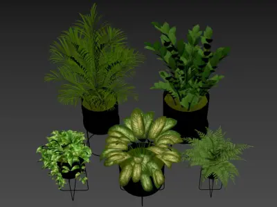 Indoor Plant Set 002 3D model