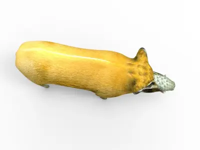 3D Wild Boar Rigged 3D Model Low-poly 3D model