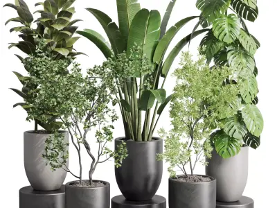 indoor plant ravenala ficus rubbery monstera  Low-poly 3D model