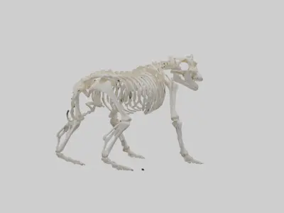 Bear Skeleton model Low-poly 3D model