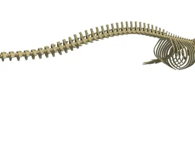 Whale Skeletons Collection 3D model
