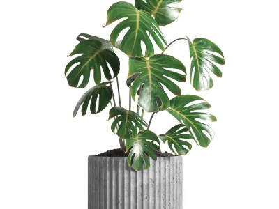 indoor plant 034 3D model