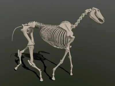 Horse Skeleton  Low-poly 3D model