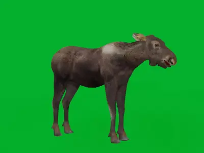 European Female Moose Elk Low-poly 3D model