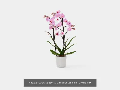 Collection of Houseplants - 5 Models