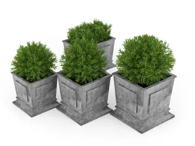 Boxwood four concrete planters with greenery 3D model
