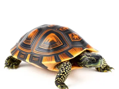 Radiant Tortoise Shell model pack Low-poly 3D model