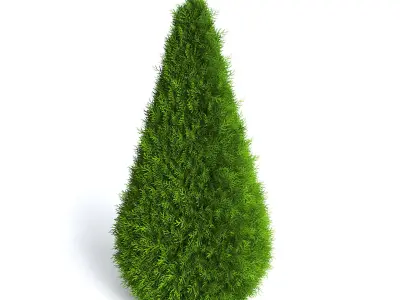 Thuja Shrub VI 3D model