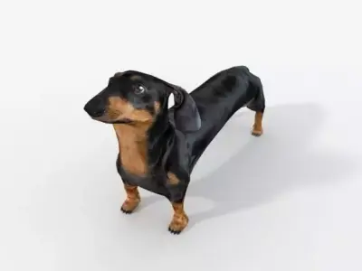 Sausage Dog Low-poly 3D model