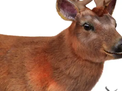 Fur Stag Deer Rigged Low-poly 3D model