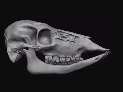 Deer Skull 3D model