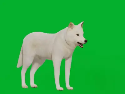 Arctic Polar Wolf Low-poly 3D model