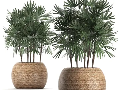 Decorative palm tree in a pot 416 3D model