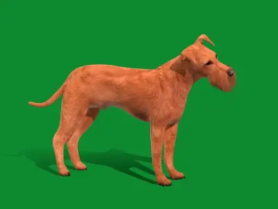 Irish Terrier Dog Low-poly 3D model