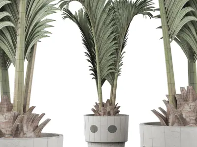 Plants Collection 130 Palm for pool 3D model