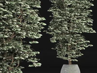 Plants Collection 152 Ligustrum 3D model