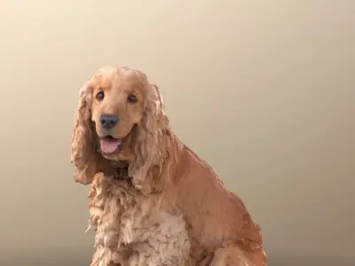 Teddy 10786 - Curly Brown Dog Sitting Cocker Spaniel Low-poly 3D model